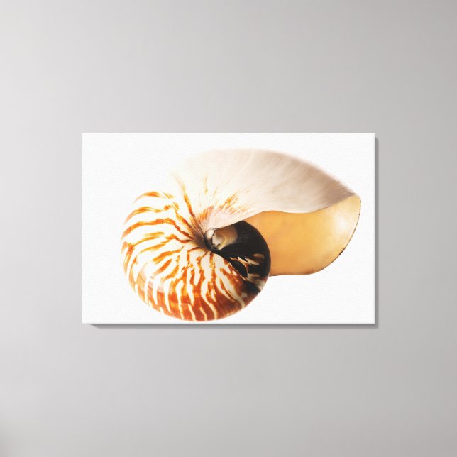 Nautilus seashell (Nautilus stenomphalus) Canvas Print (Front)