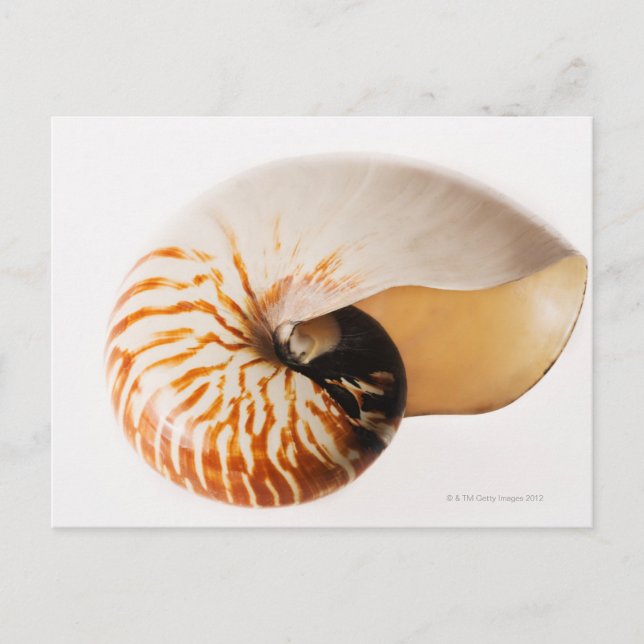 Nautilus seashell (Nautilus stenomphalus) Postcard (Front)