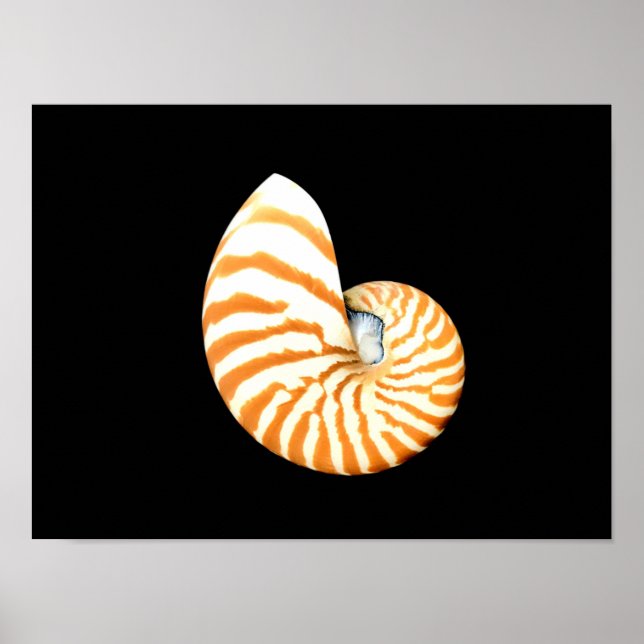 Nautilus Seashell poster (Front)