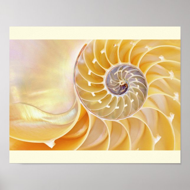 Nautilus Seashell poster (Front)