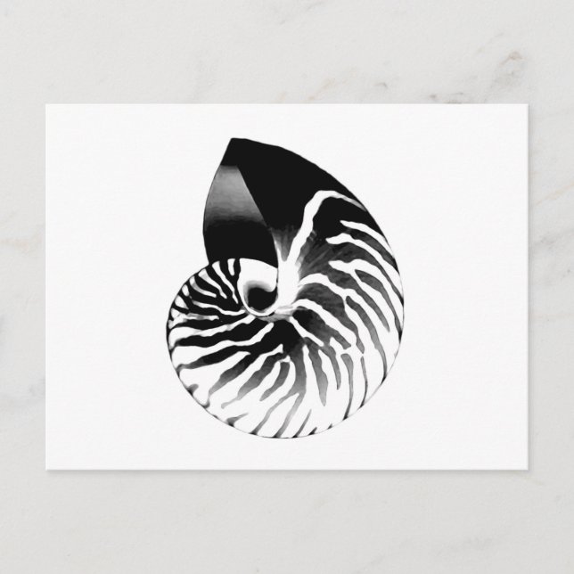 Nautilus shell - black, grey and white postcard (Front)