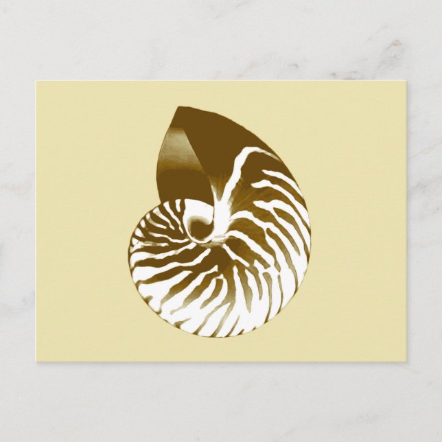 Nautilus shell - brown, white and beige postcard (Front)