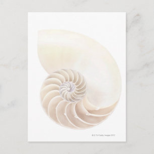 Nautilus shell, close-up postcard