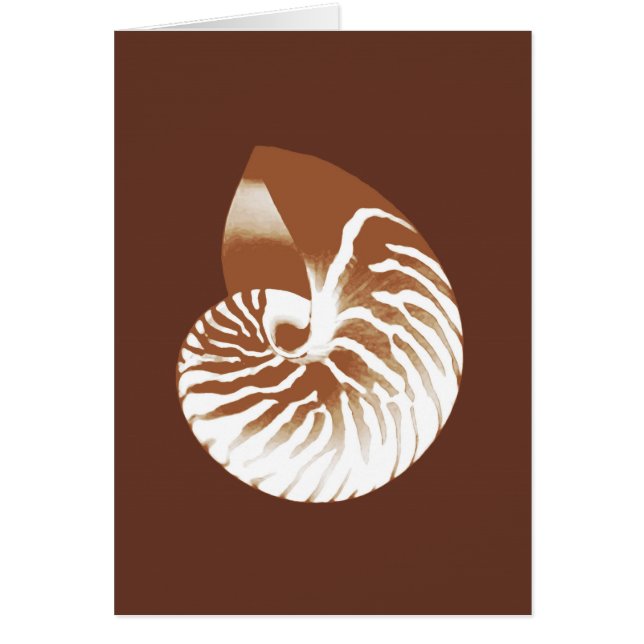 Nautilus shell - cocoa brown and white (Front)