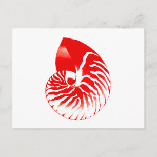 Nautilus shell - dark red and white postcard