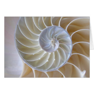 Nautilus Shell Golden Spiral Photograph