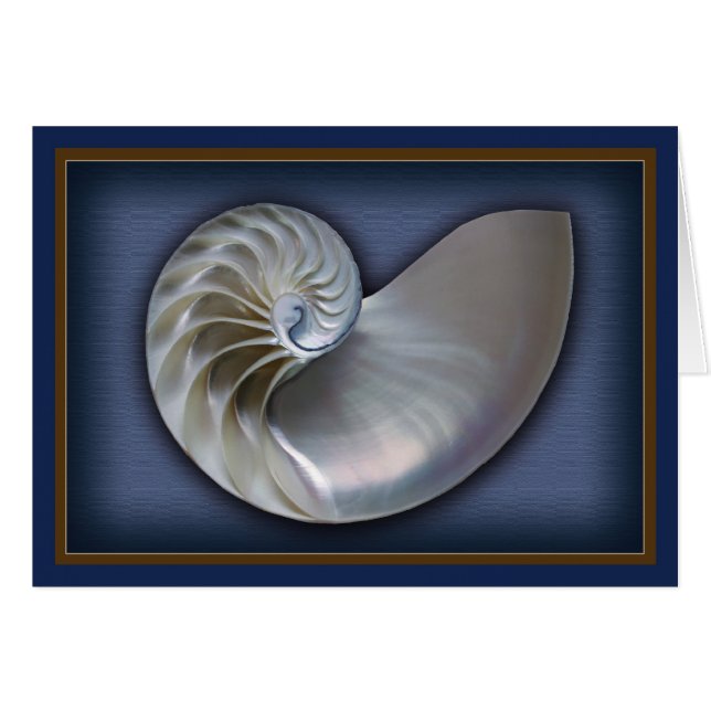 Nautilus Shell horizontal (Front Horizontal)