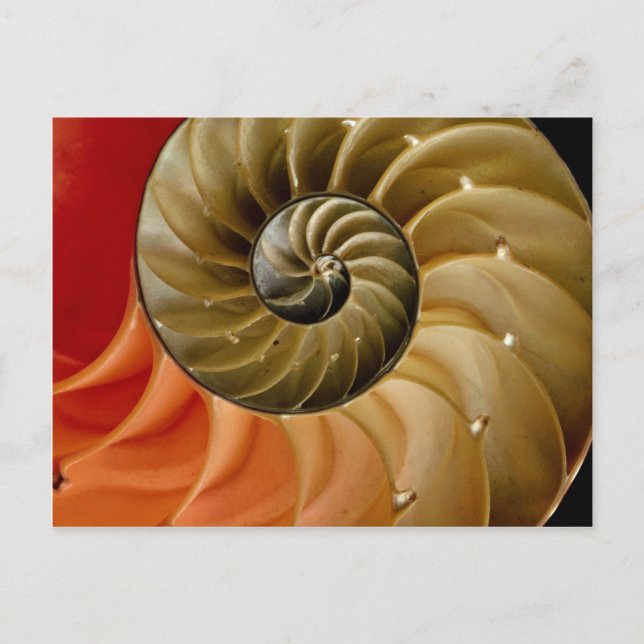 Nautilus shell Photo Postcard (Front)
