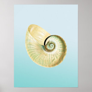Nautilus shell poster