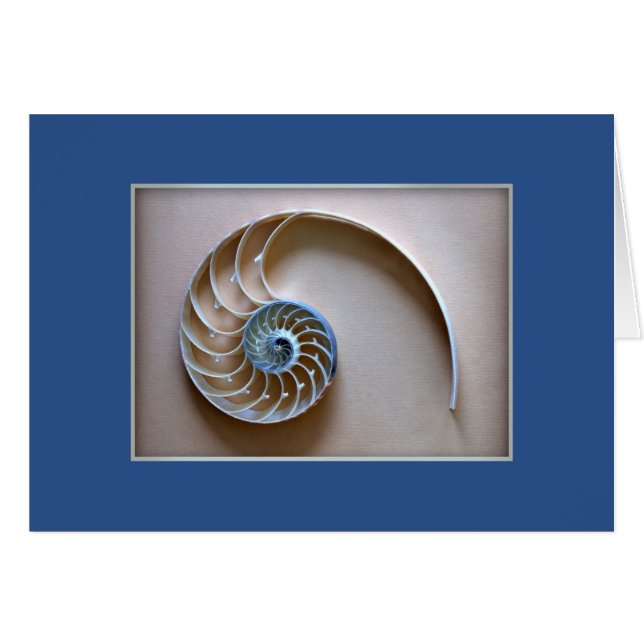 Nautilus Shell Section (Front Horizontal)