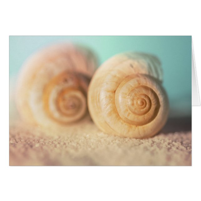 Nautilus Shells On Beach (Front Horizontal)