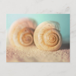 Nautilus Shells On Beach Postcard