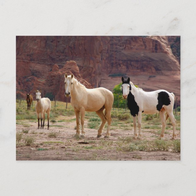Navajo Horses Run Free on the Canyon Floor Postcard (Front)