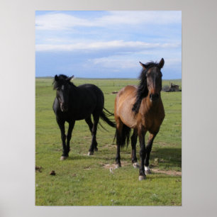 Navajo Mustangs Poster
