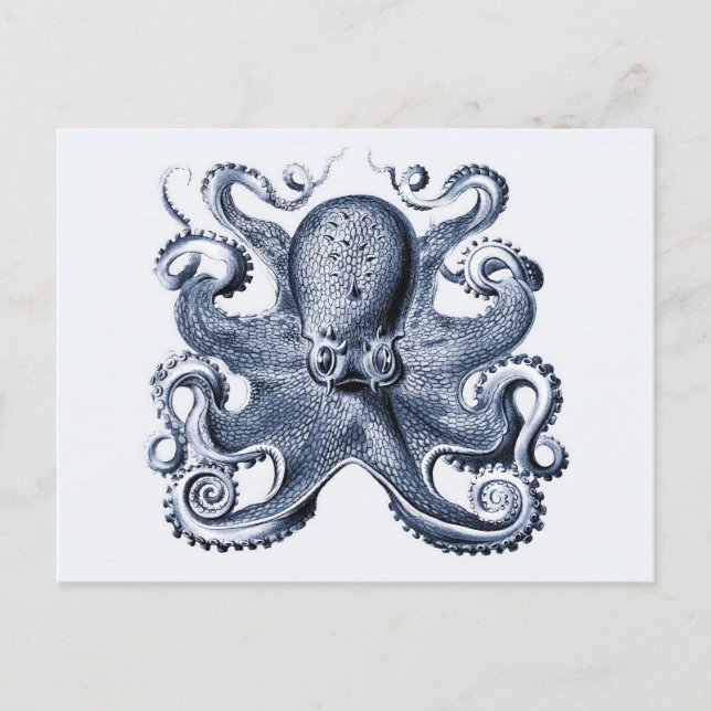 Navy Blue Octopus illustration by Ernst Haeckel Postcard (Front)