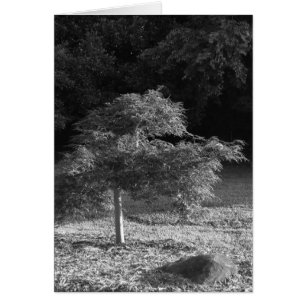NC / Noir, card