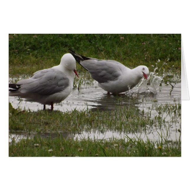 Ne me pleurez pas ! (Devant horizontal)