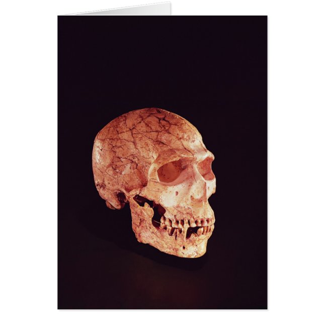 Neanderthal Skull, discovered on Mt Carmel (Front)