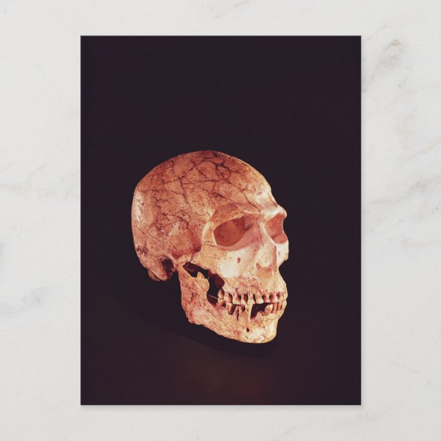 Neanderthal Skull, discovered on Mt Carmel Postcard (Front)