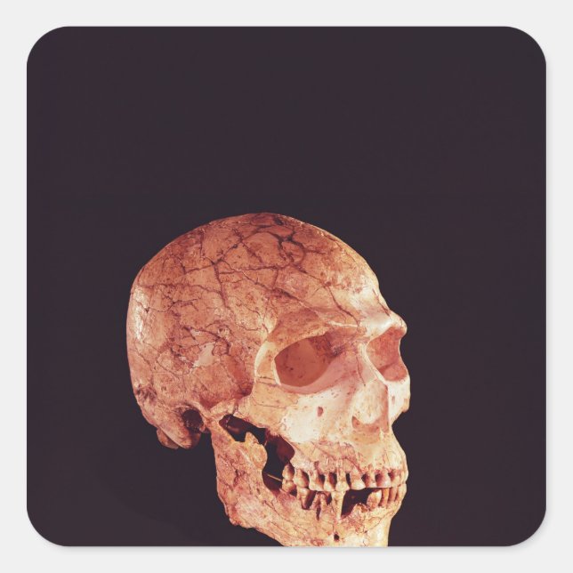 Neanderthal Skull, discovered on Mt Carmel Square Sticker (Front)