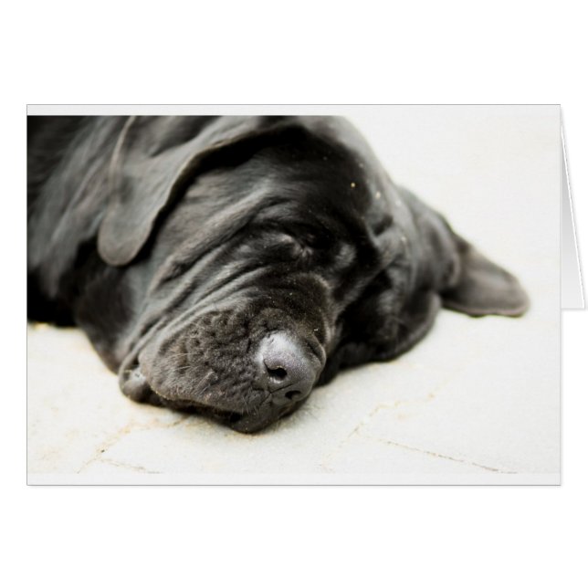 Neapolitan Mastiff (Front Horizontal)
