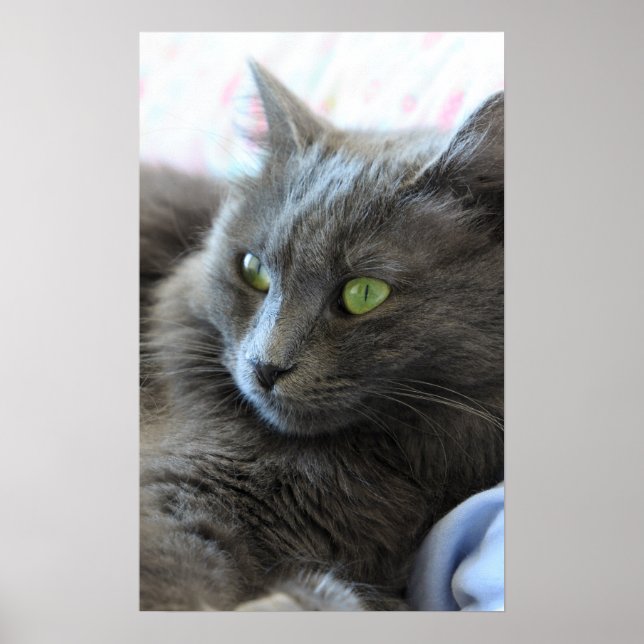 Nebelung cat poster (Front)