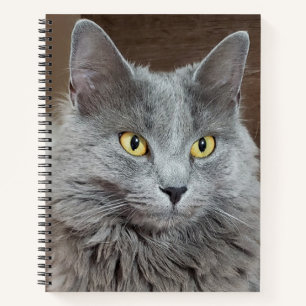 Nebelung Long-Haired Carnet de chat bleu russe