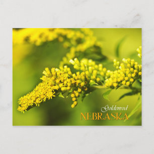 Nebraska State Flower: Goldenrod Postcard