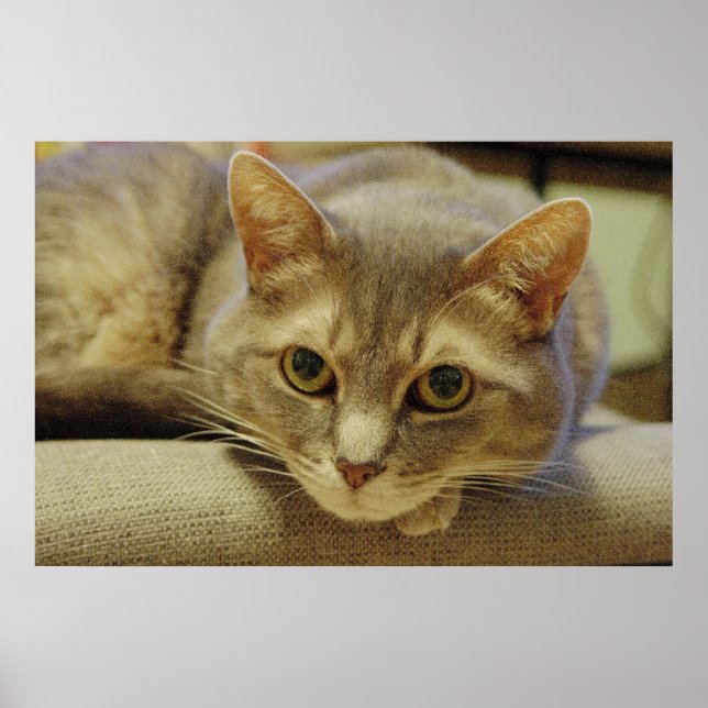 Nedda Poster (Front)