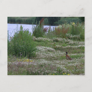 Nedereindse Plas Postcard