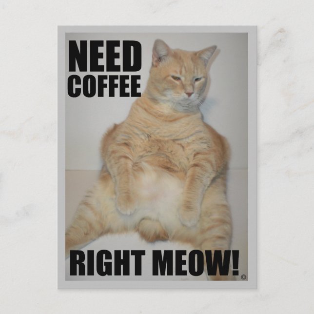 NEED COFFEE RIGHT MEOW! Manx Cat Sitting Funny Postcard (Front)
