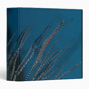Needle shrimp (Tozeuma armatum) underwater Binder