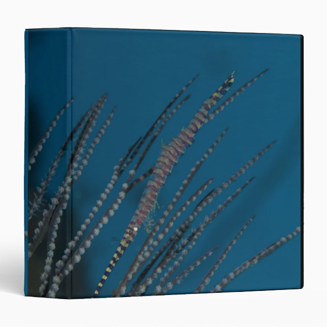 Needle shrimp (Tozeuma armatum) underwater Binder (Front/Spine)