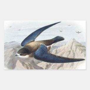 Needle-tailed Swift Sticker
