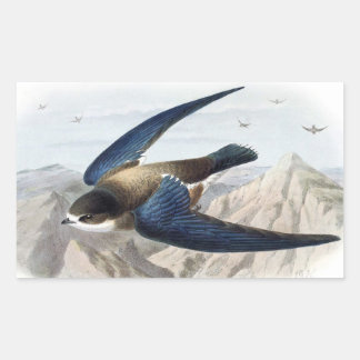Needle-tailed Swift Sticker