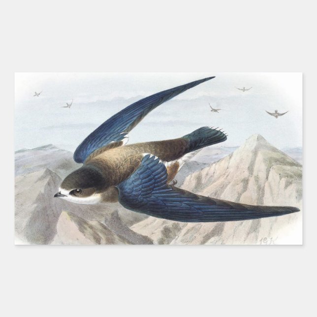 Needle-tailed Swift Sticker (Front)