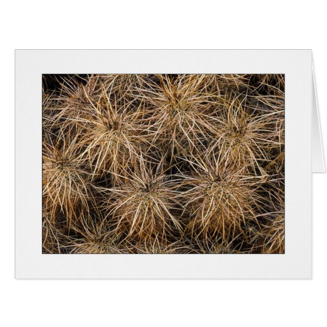 "Needles and Hay Stacks" (Front Horizontal)