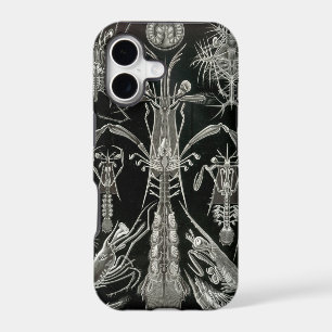 Négatif Haeckel