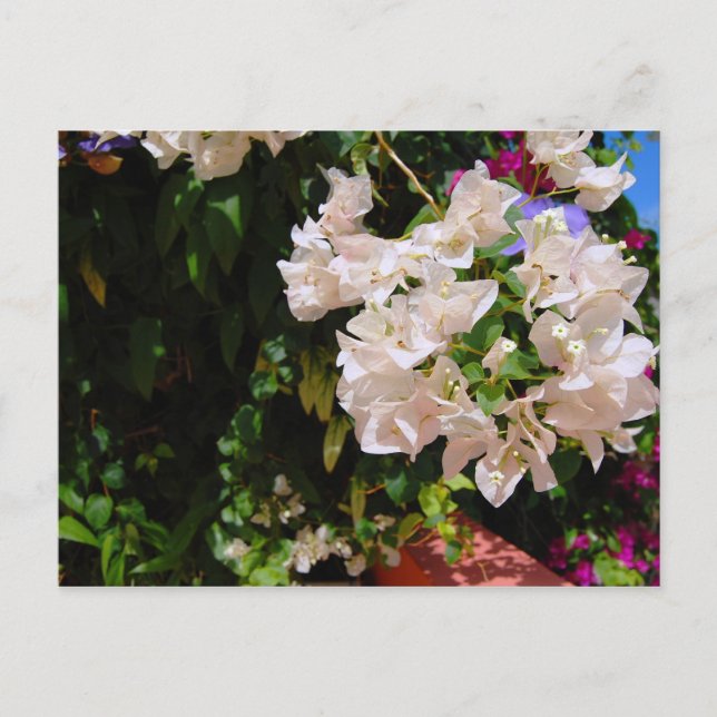 Negril, Jamaica Postcard (Front)