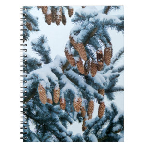 Neige dans le Carnet des Pins