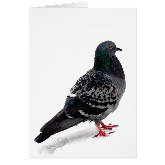 Neige et pigeon (Devant)