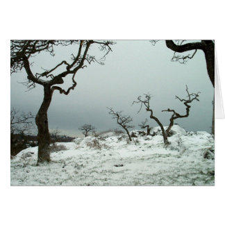Neige sur le pré de chêne de Garry
