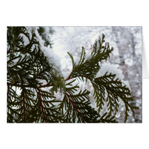 Neige sur les branches À feuillage persistant