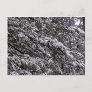 Neige sur les branches d'arbres Carte postale - Aj
