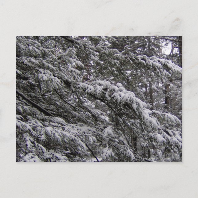 Neige sur les branches d'arbres Carte postale - Aj (Devant)