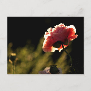 Neighbour's Garden Postcard
