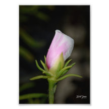 Neil Jones Photographie - Naissance d'un Rose
