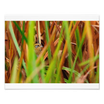 Nelsons Sparrow Peeking Through Cattails