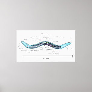 Nematode hermaphrodite Caenorhabditis elegans Canvas Print