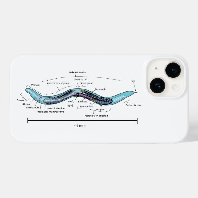 Nematode hermaphrodite Caenorhabditis elegans Case-Mate iPhone Case (Back (Horizontal))